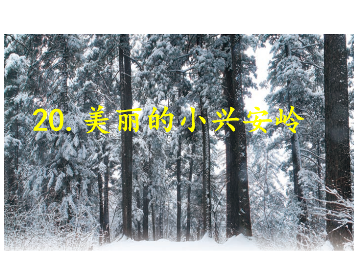[课件]20.美丽的小兴安岭