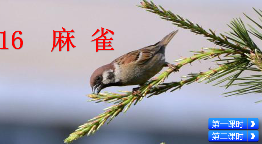 [课件]16 麻雀
